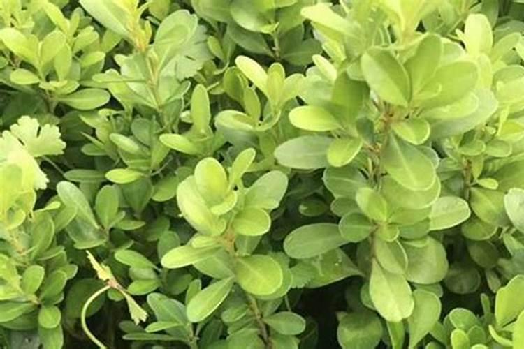小明家用收割机收割小麦。如果每小时收割0.3公顷,40小时能完成任务...