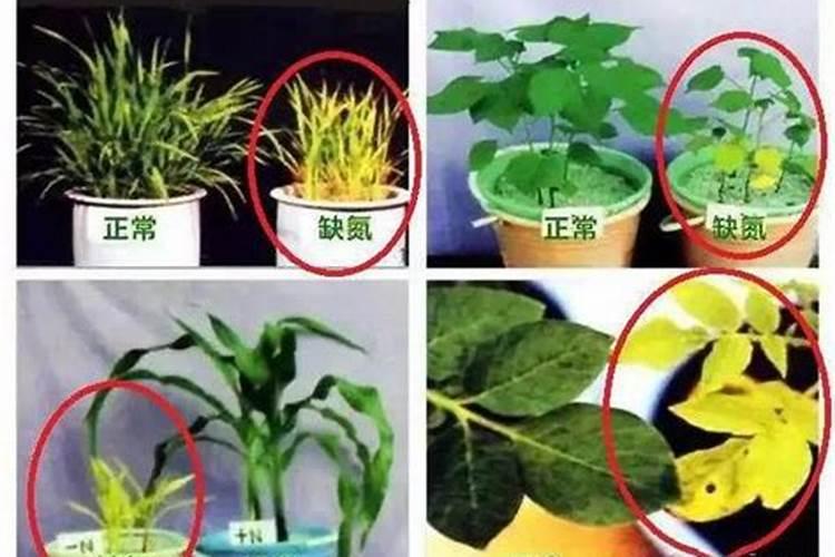 花生出现黄叶症状,多是哪些原因导致的？