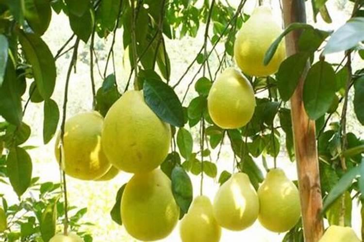 大豆缺磷会出现哪些症状？