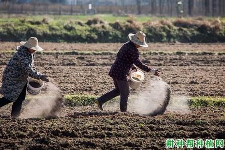 目前小麦或水稻价格多少钱一斤？