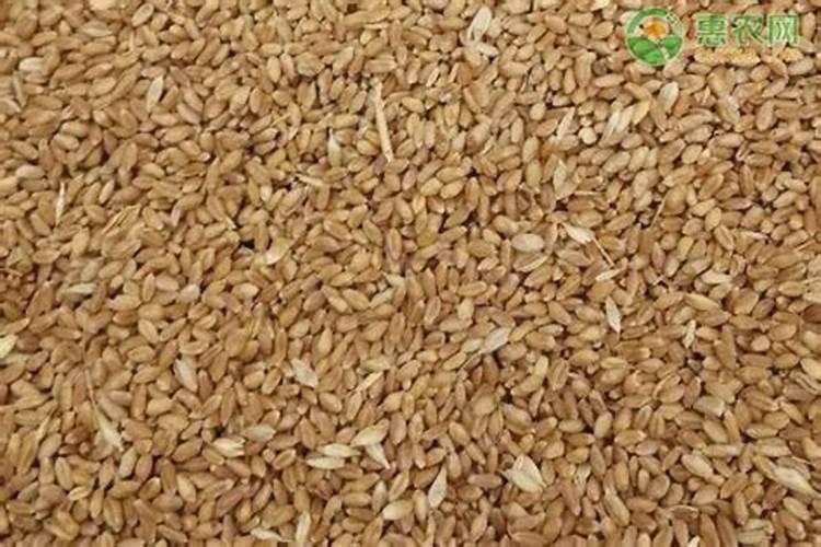 麦种子有哪些品种？哪些品种产量高呢？