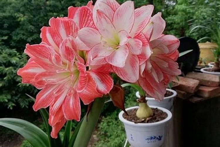 朱顶红用什么肥料