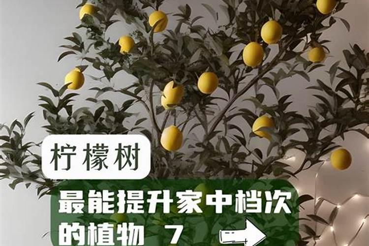 柠檬树开花结果后如何管理？