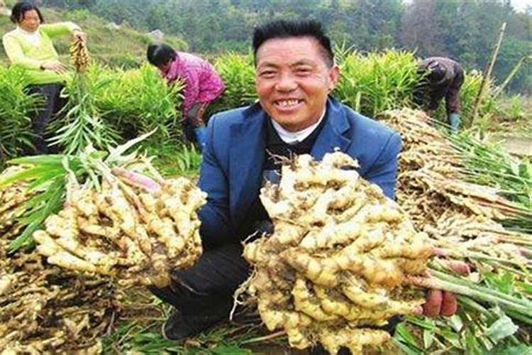 生姜种植什么时候需要施钙肥