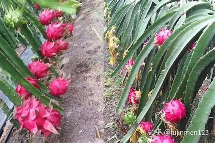 火龙果叶子发黄怎么办