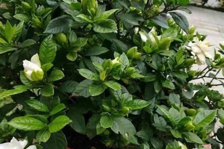栀子花花蕾期怎样施肥(栀子花花苞期间施什么肥)