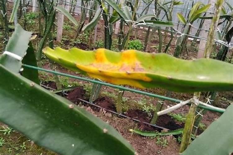 火龙果开花要施什么肥
