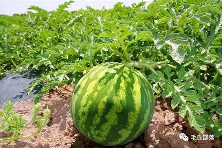 西瓜开花结果期怎么施肥和管理