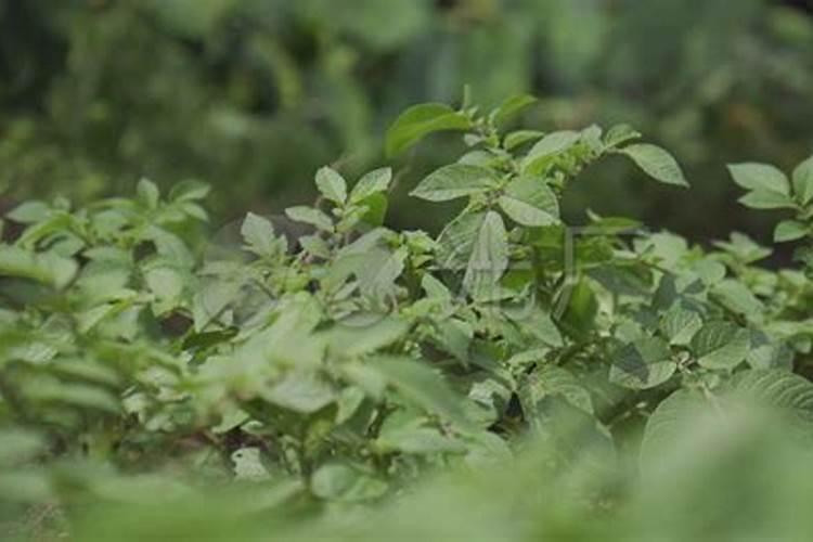 花生盛花期叶子也挺好的,还可以喷磷酸二氢钾吗？