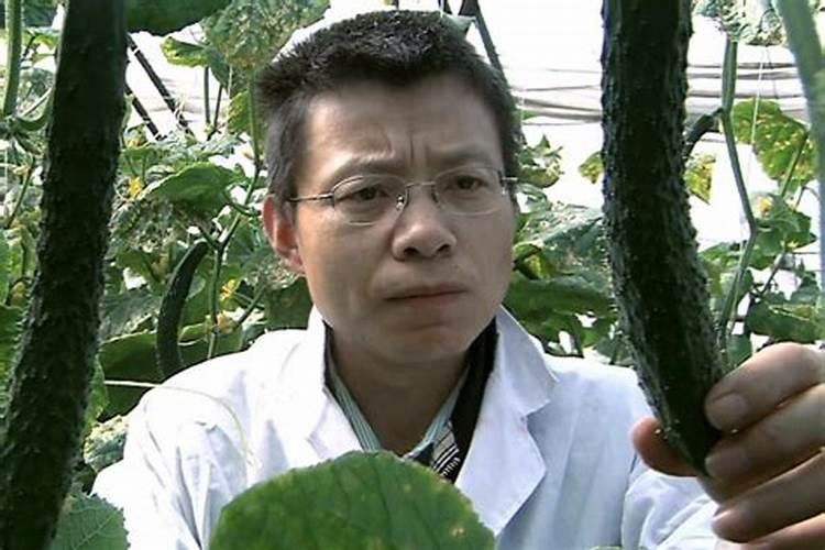 黄瓜开花了最忌讳三个东西