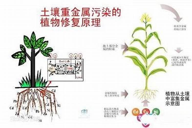 池塘土壤修复方法