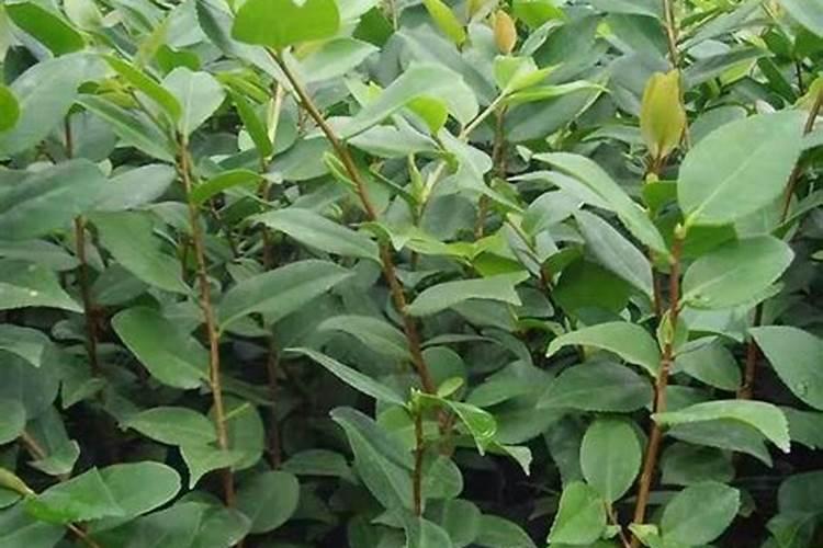 茶花结果吗 茶花如何施肥