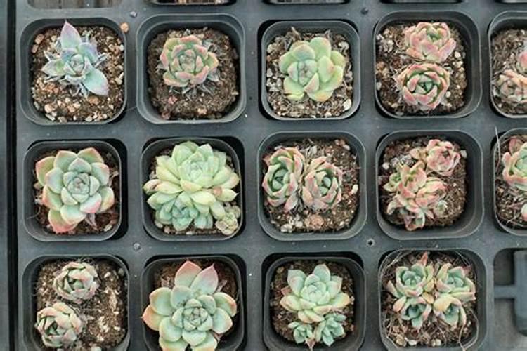 听说掌握这几个要点能让多肉蹭蹭疯长!多肉植物馆  花卉网