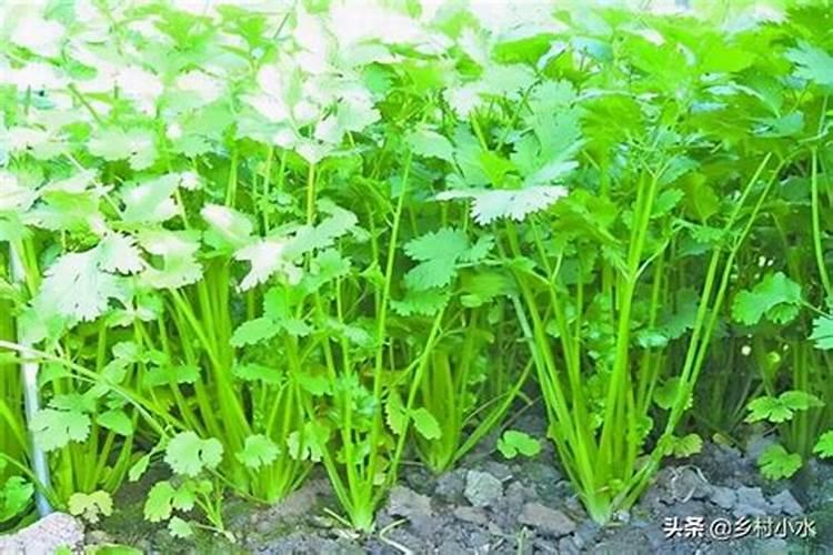 玉米喷施叶面肥效果怎么样