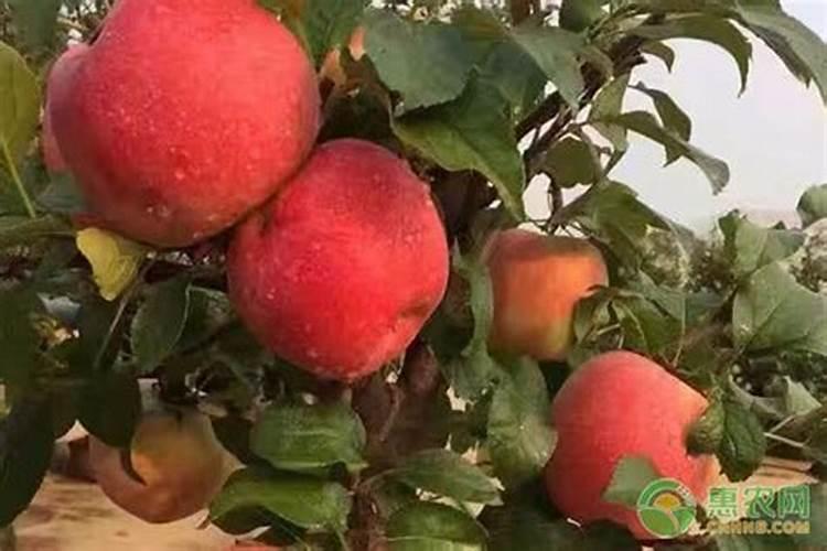苹果树追肥用什么肥料