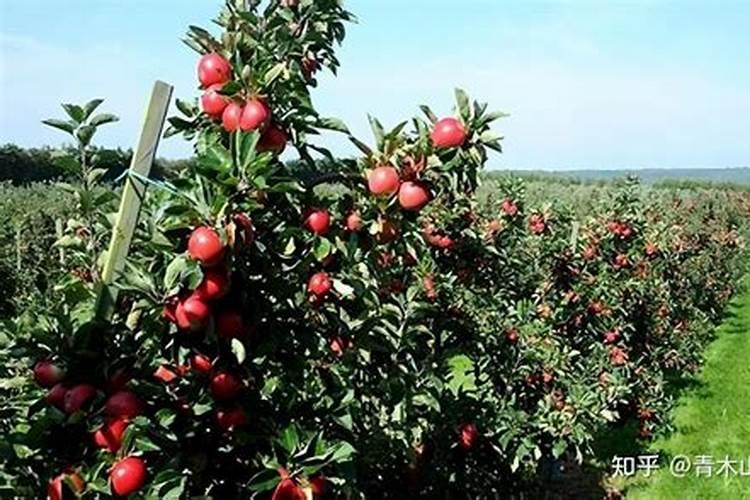苹果树上什么肥料好 苹果树上哪些肥料好