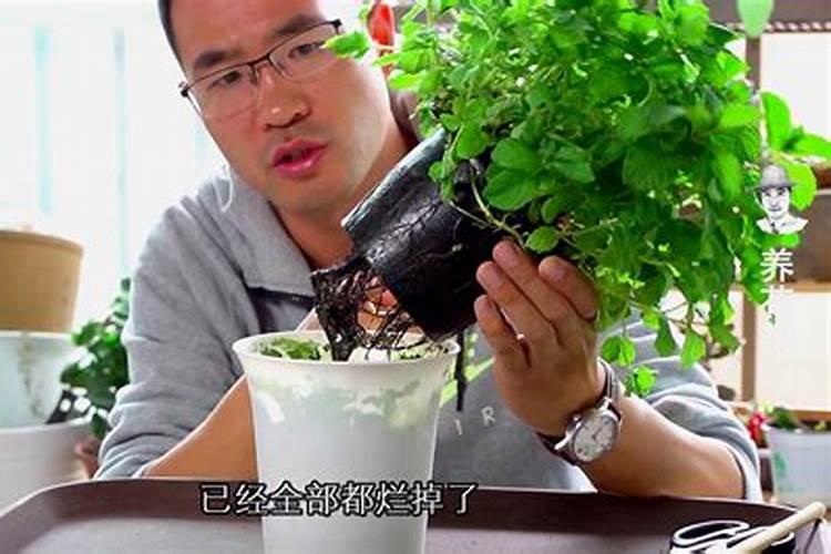 薄荷需要施肥吗 薄荷如何施肥