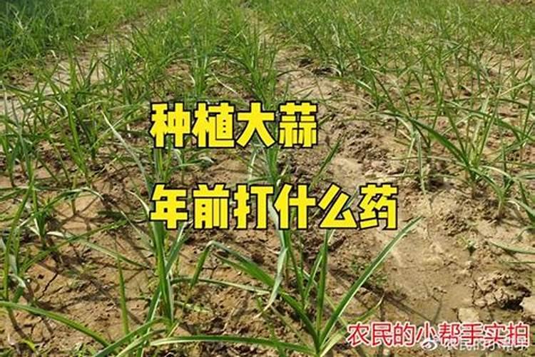 大蒜高产小技巧!大蒜底肥施什么肥料好？