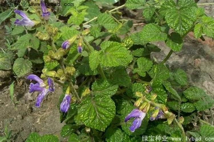 种丹参用什么含量比例的肥料
