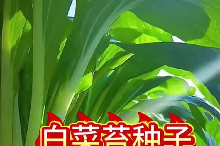 柑橘开春用什么肥料 柑橘春季施肥技术介绍