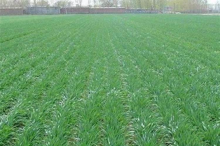 小麦冻水之前用打叶面肥吗？