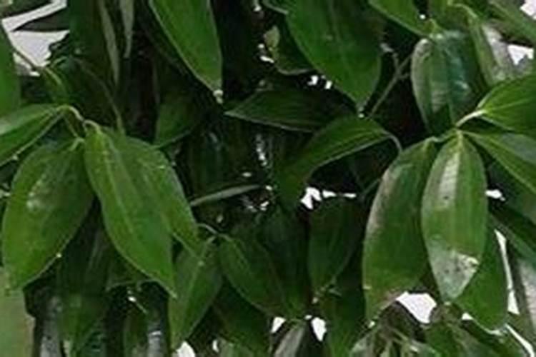 冬季室内温度高平安树能长出新叶子吗？