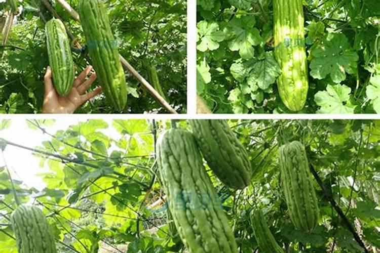 矿源黄腐酸钾对作物有什么作用？苦瓜幼苗期使用矿源多少用量合适百度...