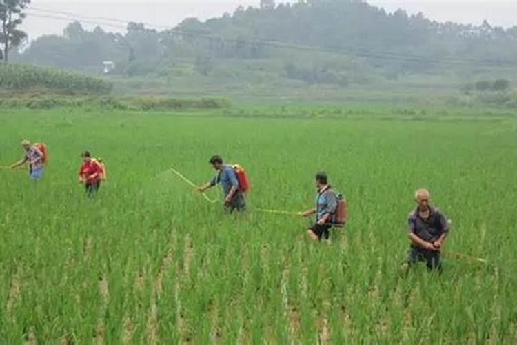 花生追钙肥什么时候最好？该如何进行追钙？