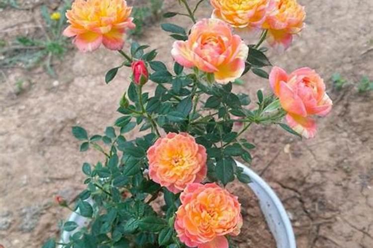 月季开花用什么肥