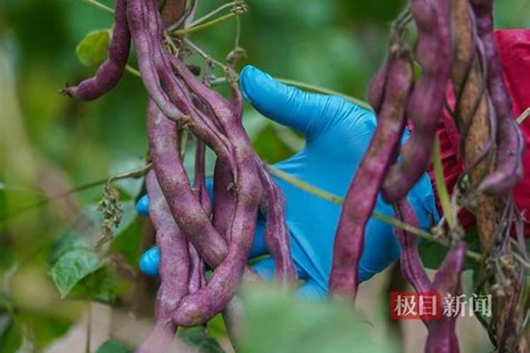 苹果树补钙的叶面肥有哪些苹果树叶面肥一年喷几次都喷什么肥