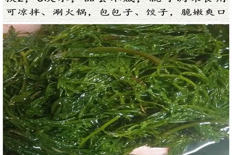 海藻酸肥料功效与特点,是碱性肥料还是酸性肥料