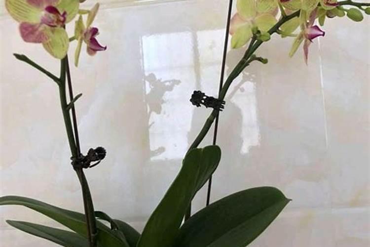 蟹虾怎么养？