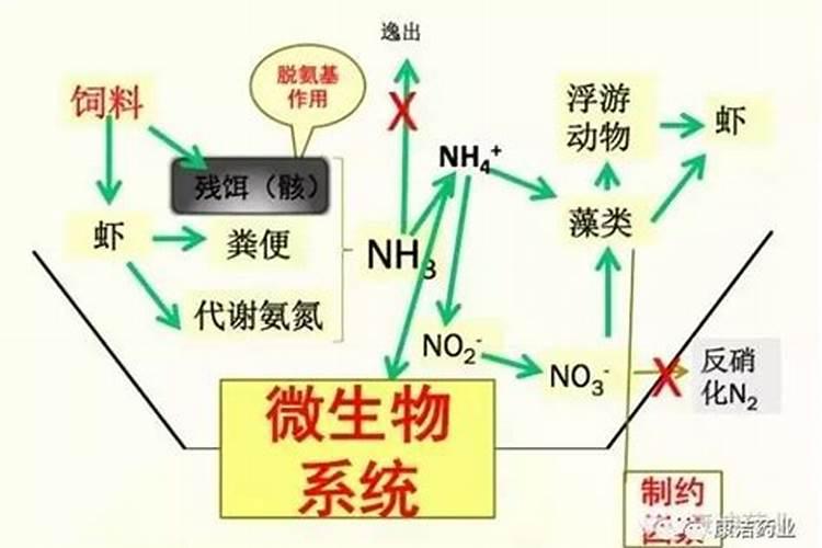 氨氮和铵氮的区别是什么？