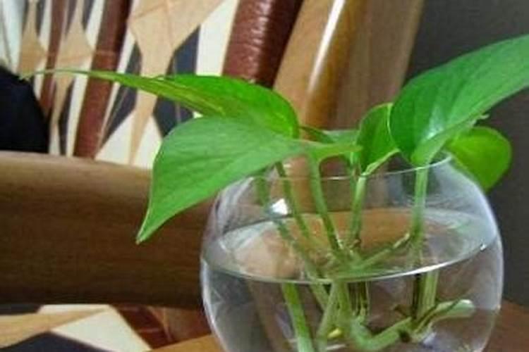 水培植物用什么肥料叶子绿最有效果