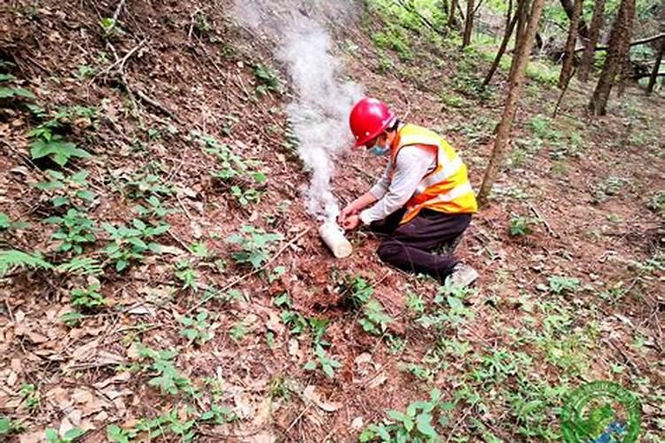 榆树梅怎样种植