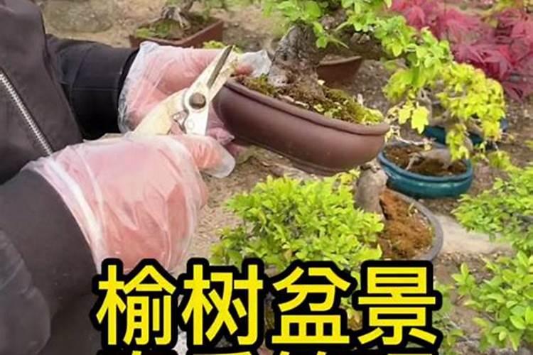 小叶榆树掉叶子怎么办,一碰就掉的原因及补救方