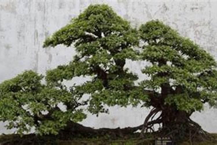 榆树盆景施什么肥好