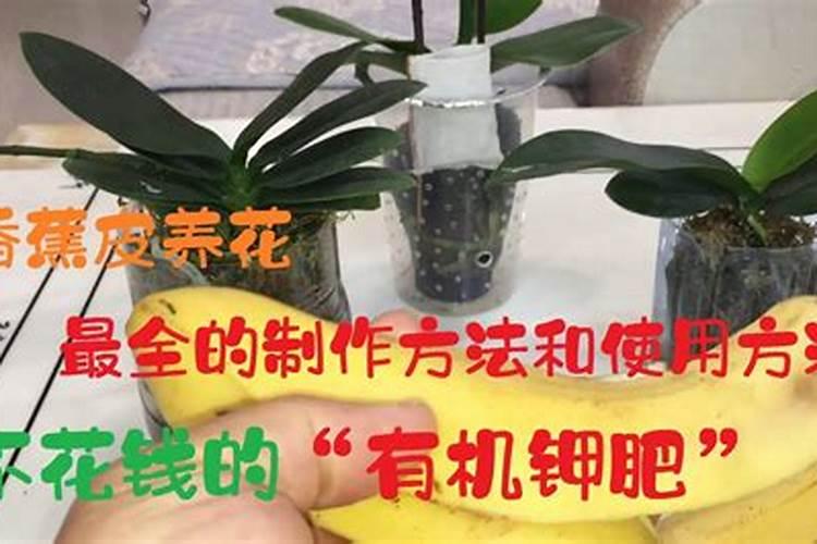 月季花施磷酸二氢钾肥料的正确用法