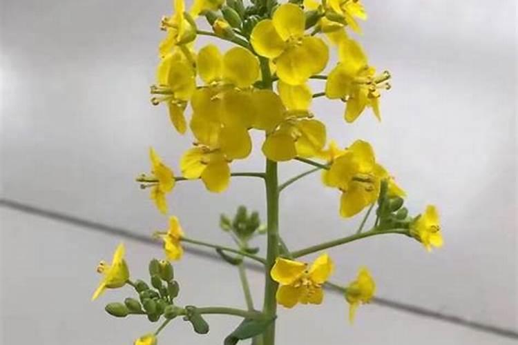 花椰菜栽培要点