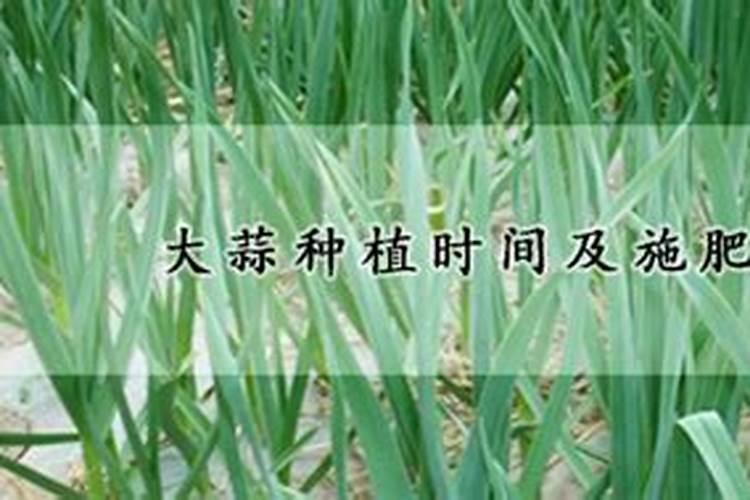大蒜打叶面肥温度低怎么办
