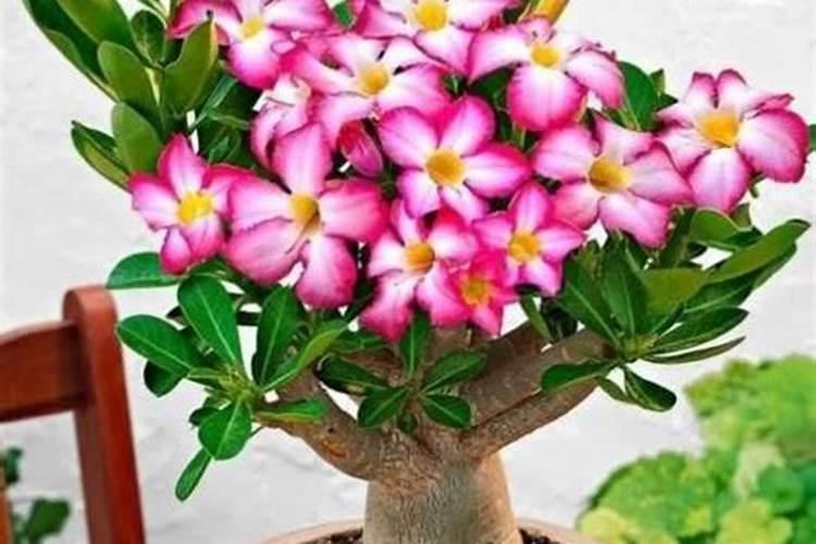沙漠玫瑰开完花如何复壮
