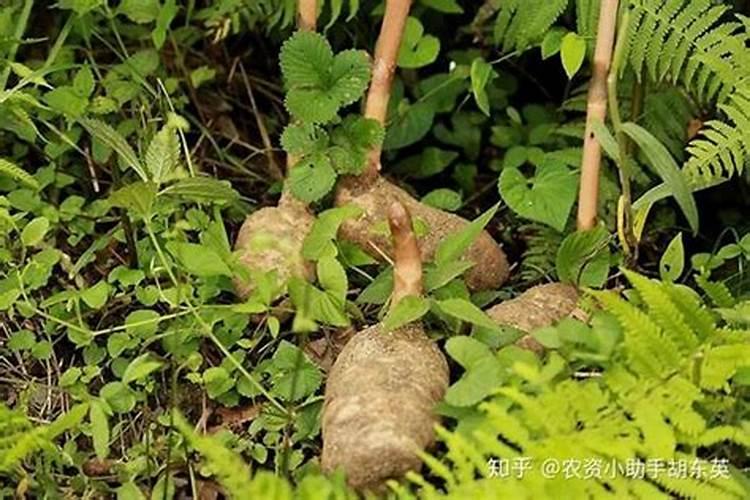 吃的莲藕怎么种植呢？