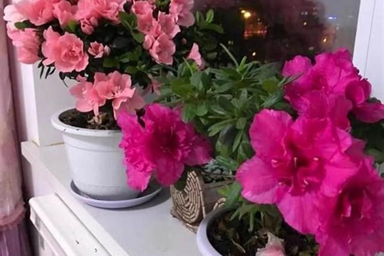 沙漠玫瑰开完花如何复壮