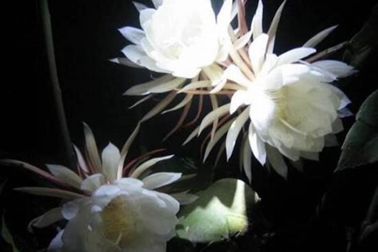 昙花怎么施肥