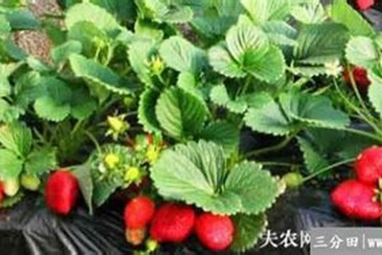 肥肉中含有丰富的蛋白质和脂肪。这句话是对还是错？