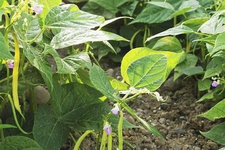 稻草灰可以当肥料吗？