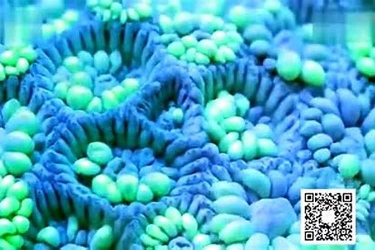 百香果施什么肥好 百香果用什么肥料最好