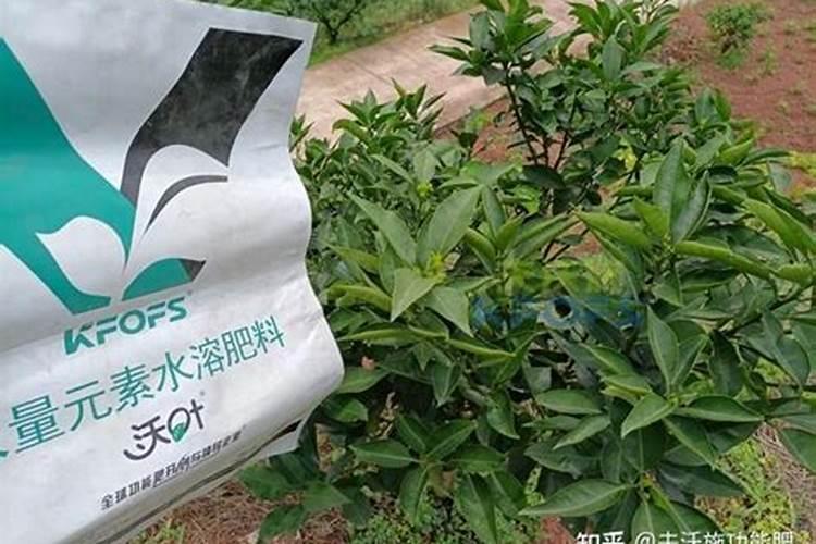 树苗施什么肥长得快