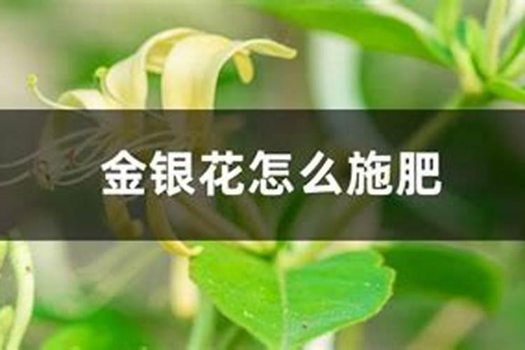 金银花施什么肥料最好、金银花用什么肥料最好