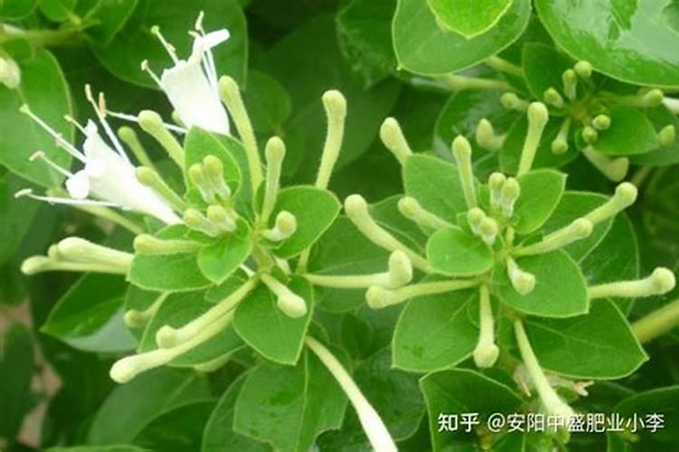 茴香树如何栽培